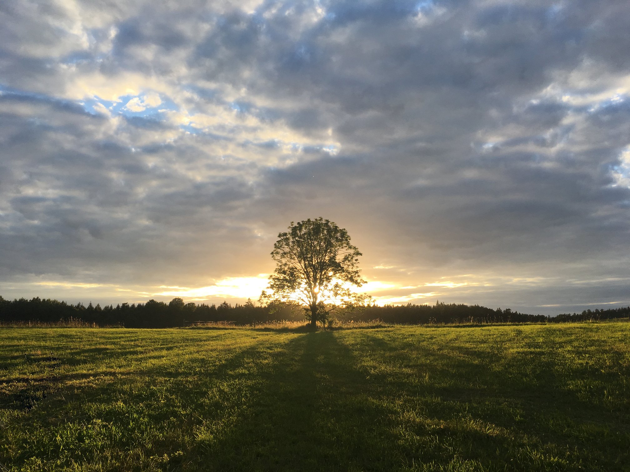 TREE OF LIFE